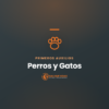 Curso Primeros Auxilios a perros y gatos — Salvar Vidas